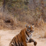 A female tiger holds up her paw - as if there is something wrong. But it's actually just one step in her paw stretching routine, which lasted for more than one minute. Until she was satisfied with her paw yoga session (image by Virginia Wilde)