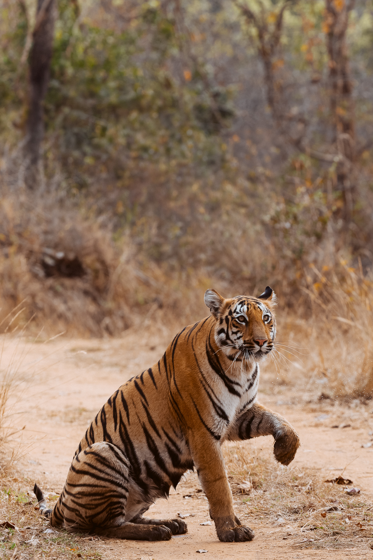 A female tiger holds up her paw - as if there is something wrong. But it's actually just one step in her paw stretching routine, which lasted for more than one minute. Until she was satisfied with her paw yoga session (image by Virginia Wilde)