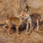 Desert Foxes are easily distinguished from Indian Foxes by the colour of their tail tips: white for Desert Foxes, black for Indian. This pair of sibling cubs do what all infant siblings do - playfight, bite and then briefly scarper (image by Virginia Wilde)