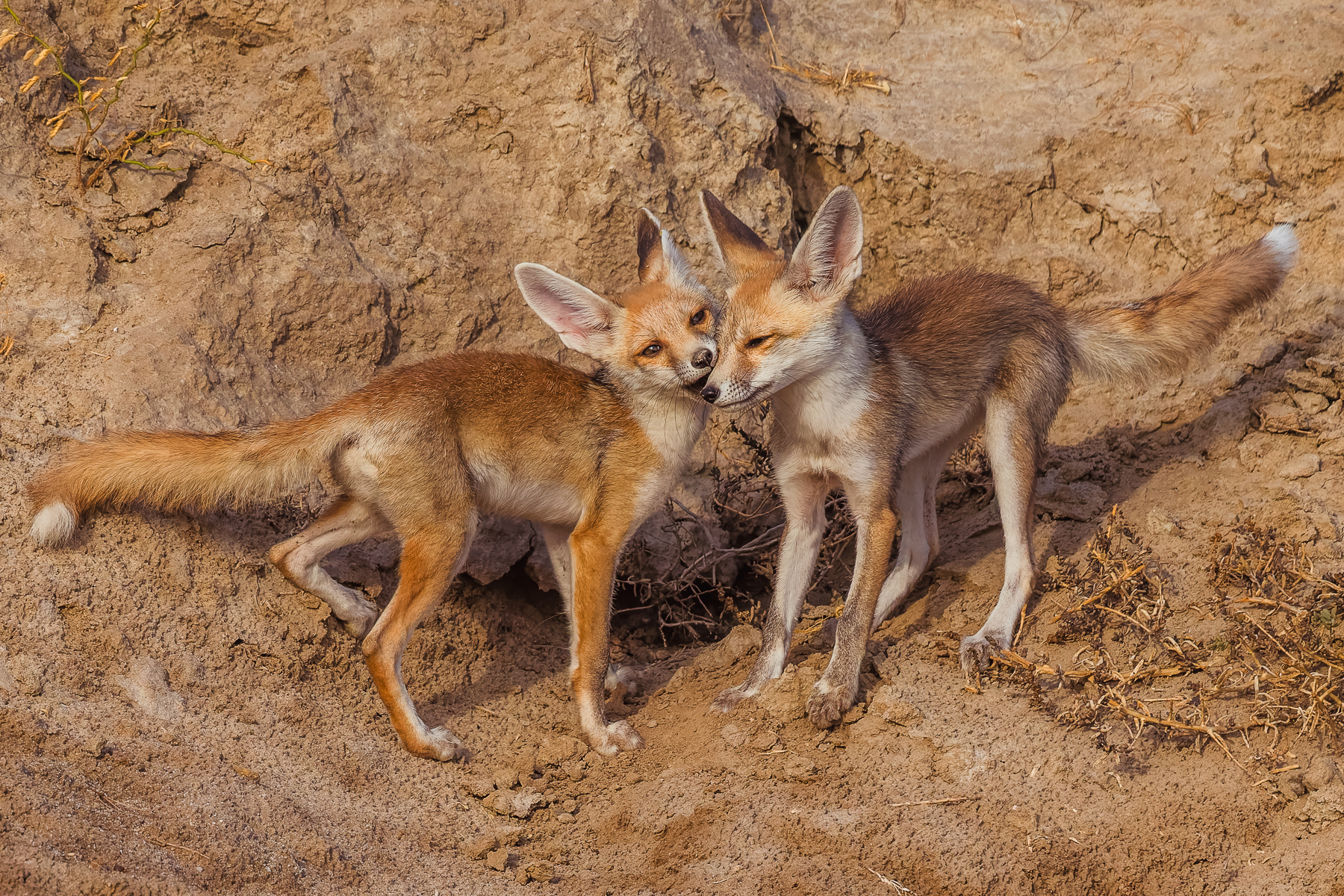 Desert Foxes are easily distinguished from Indian Foxes by the colour of their tail tips: white for Desert Foxes, black for Indian. This pair of sibling cubs do what all infant siblings do - playfight, bite and then briefly scarper (image by Virginia Wilde)
