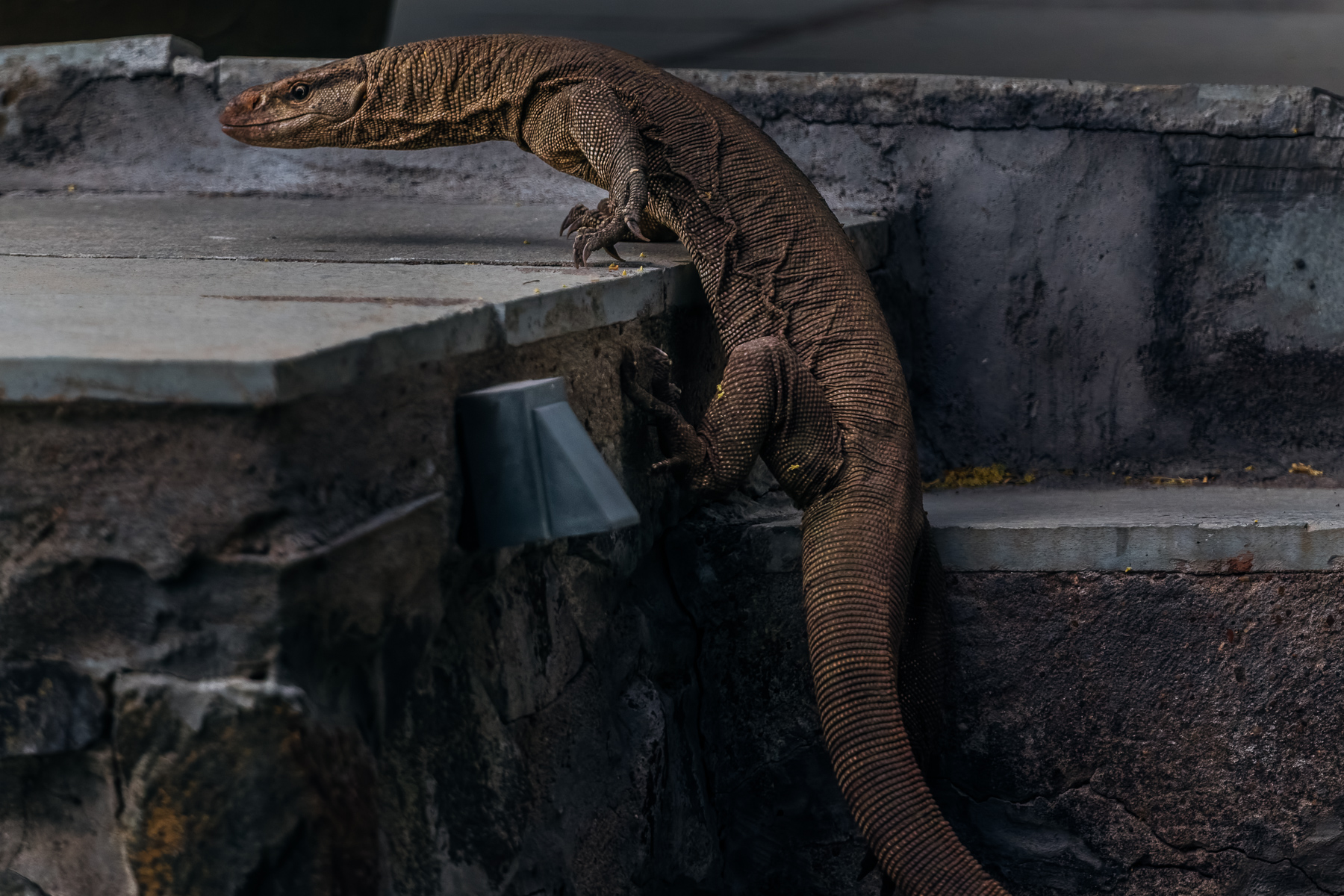 A Bengal Monitor Lizard regularly visited the steps of our tea lounge in the lovely Blackbuck Lodge. Bengal Monitors can reach lengths of up to 175cm (69 inches) when fully grown - making them among the largest lizards in all of Asia (image by Virginia Wilde)