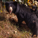 A Sloth Bear cub struggles to climb back up onto its mother's back - while its sibling managed the feat perfectly. Hopefully, its mama will be patient! (image by Virginia Wilde)