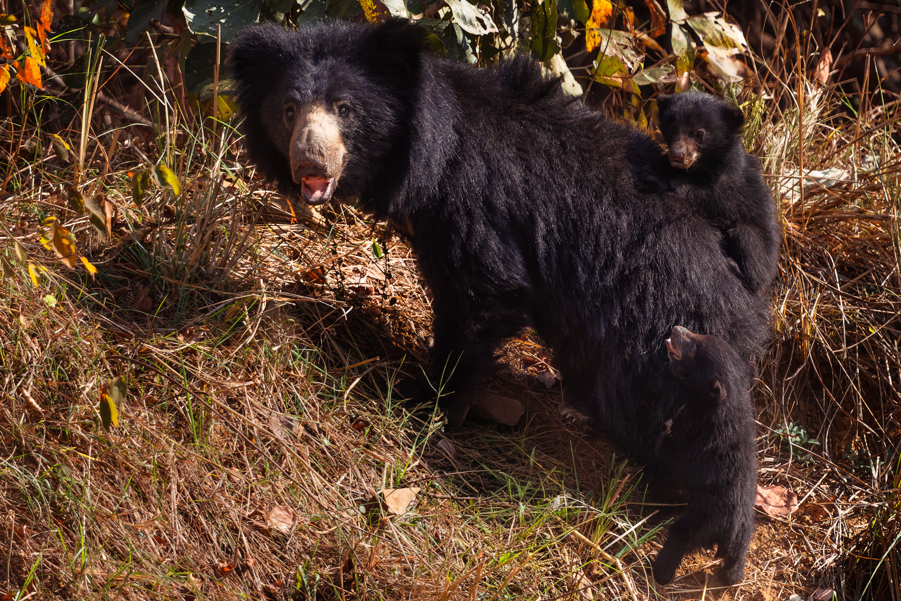 A Sloth Bear cub struggles to climb back up onto its mother's back - while its sibling managed the feat perfectly. Hopefully, its mama will be patient! (image by Virginia Wilde)