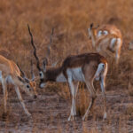 A young Blackbuck Antelope male bows in front of his more dominant elder, in the grassland plains of India's Blackbuck National Park (image by Virginia Wilde)