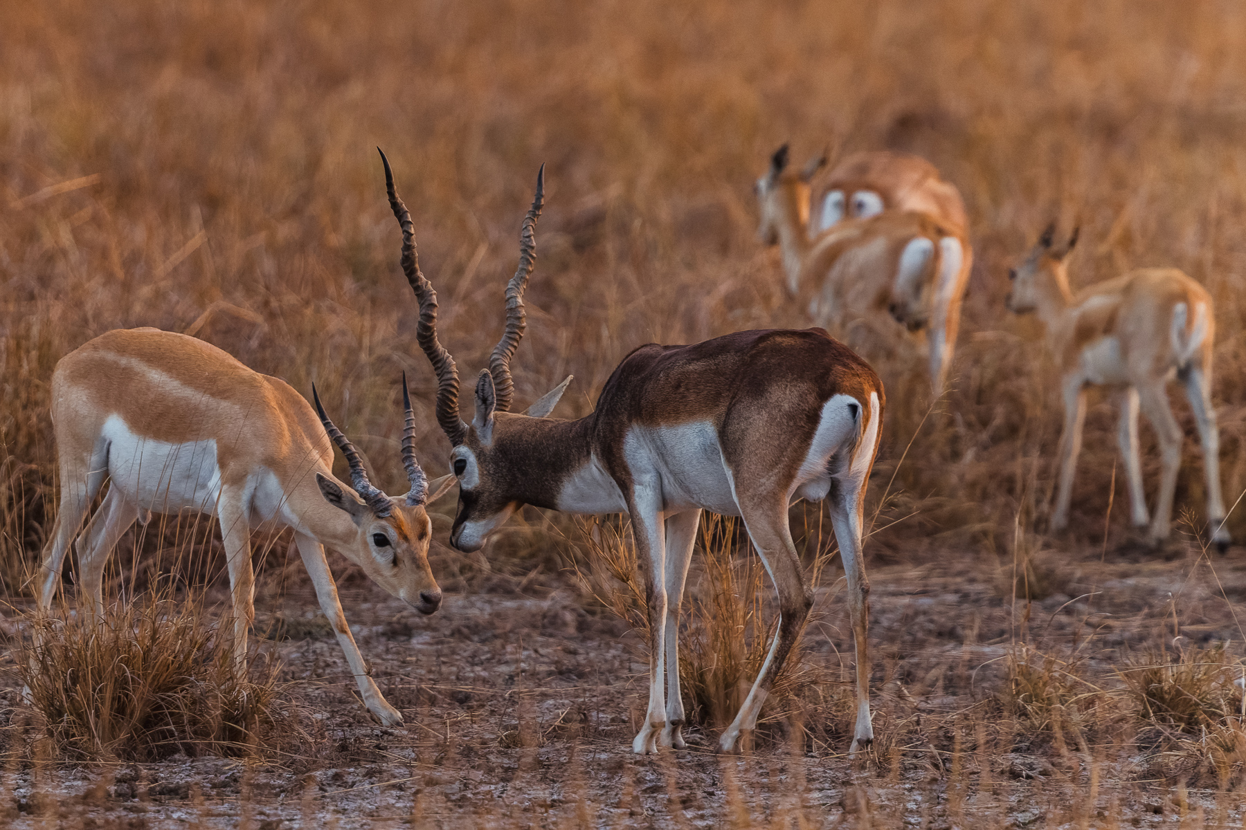 A young Blackbuck Antelope male bows in front of his more dominant elder, in the grassland plains of India's Blackbuck National Park (image by Virginia Wilde)