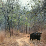 'It's me. A Gaur bull. Also known as 'The Unit'. On account of me being the size of a car. And weighing as much as a ton. Do not mess with me. Okay?' (image by Virginia Wilde)