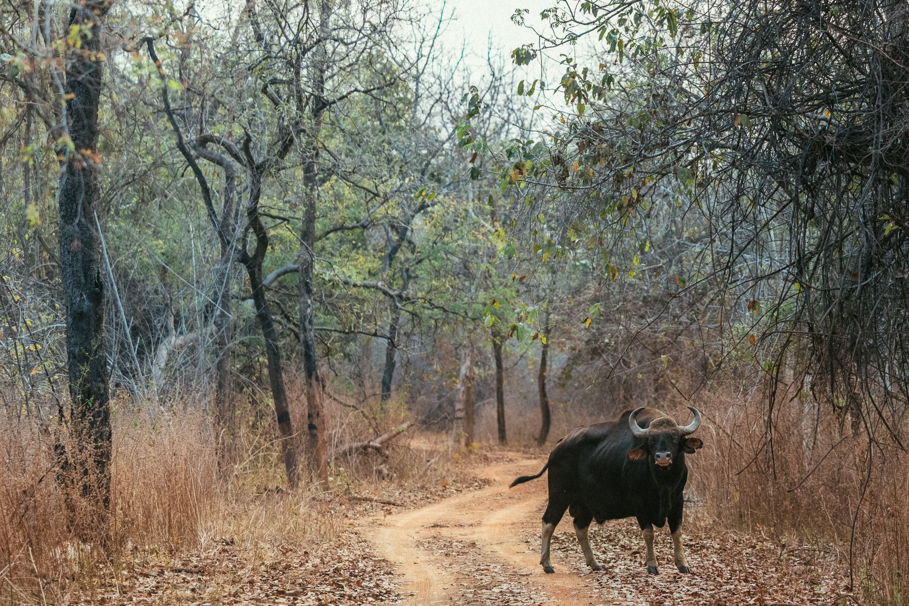 'It's me. A Gaur bull. Also known as 'The Unit'. On account of me being the size of a car. And weighing as much as a ton. Do not mess with me. Okay?' (image by Virginia Wilde)