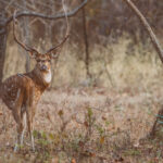 Portrait of an Indian Spotted Deer (or Chital) stag, showing his impressive antlers, in India's Tadoba-Andhari Tiger Reserve (image by Virginia Wilde)