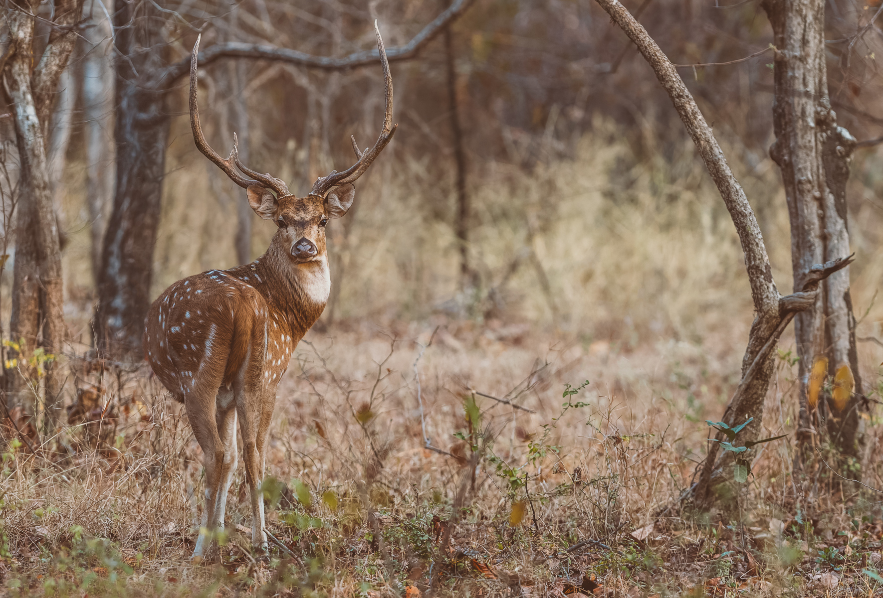 Portrait of an Indian Spotted Deer (or Chital) stag, showing his impressive antlers, in India's Tadoba-Andhari Tiger Reserve (image by Virginia Wilde)
