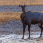 The statuesque Nilgai is the largest antelope in Asia and ubiquitous across the northern Indian subcontinent. Also called 'Blue Bull' for the bluish tinge to their coats, only the males bear horns (image by Virginia Wilde)