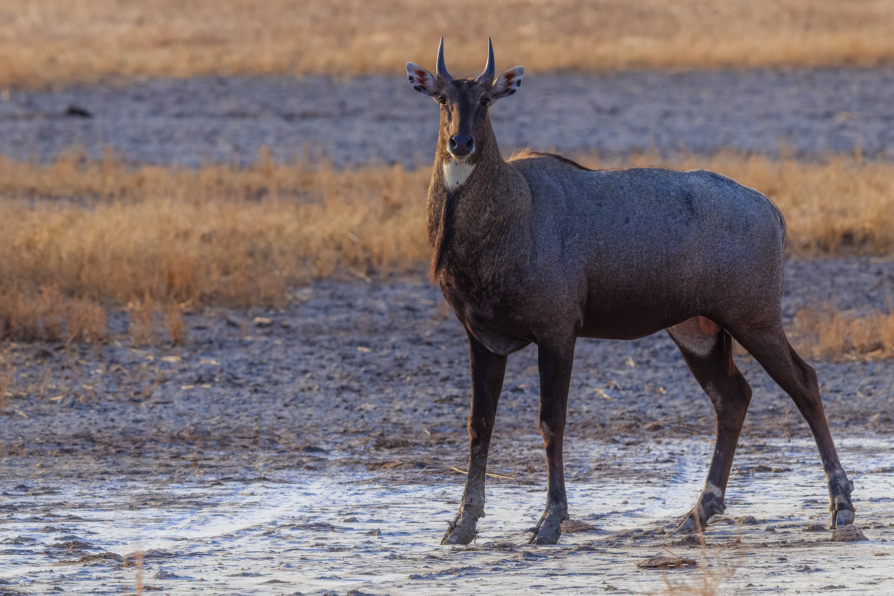 The statuesque Nilgai is the largest antelope in Asia and ubiquitous across the northern Indian subcontinent. Also called 'Blue Bull' for the bluish tinge to their coats, only the males bear horns (image by Virginia Wilde)