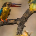 The chunky Stork-billed Kingfisher is famously territorial - chasing away eagles and other large predators (image by Virginia Wilde)