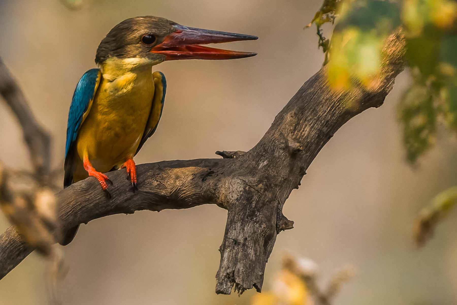 The chunky Stork-billed Kingfisher is famously territorial - chasing away eagles and other large predators (image by Virginia Wilde)