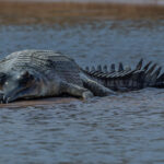 If ever there was an animal depiction of what British dentistry was like in the 1970s, its the gnashers on this Gharial. These stunning - yet critically endangered Crocodilians are renowned for their incredible tail spikes. According to my eight-year-old son, they are pure Godzilla (image by Virginia Wilde)