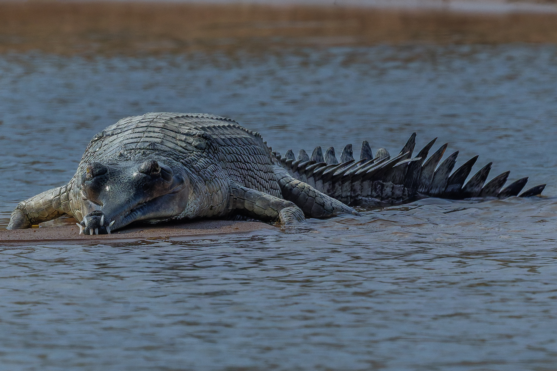 If ever there was an animal depiction of what British dentistry was like in the 1970s, its the gnashers on this Gharial. These stunning - yet critically endangered Crocodilians are renowned for their incredible tail spikes. According to my eight-year-old son, they are pure Godzilla (image by Virginia Wilde)