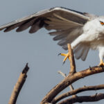 'First one leg, then the next. That'll do the job nicely.' A Black-winged Kite gingerly stretches out each talon, limbering up for the day of hunting ahead (image by Virginia Wilde)