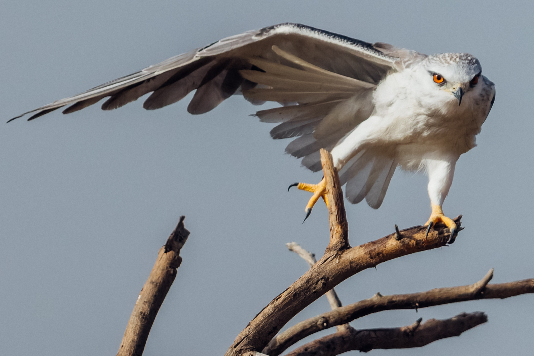'First one leg, then the next. That'll do the job nicely.' A Black-winged Kite gingerly stretches out each talon, limbering up for the day of hunting ahead (image by Virginia Wilde)