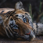 All tiger cubs are born with blue eyes, which change colour as they grow older. This sub-adult - around 11 months old - still has a hint of blue in hers. And, my, isn't she beautiful! (image by Virginia Wilde)
