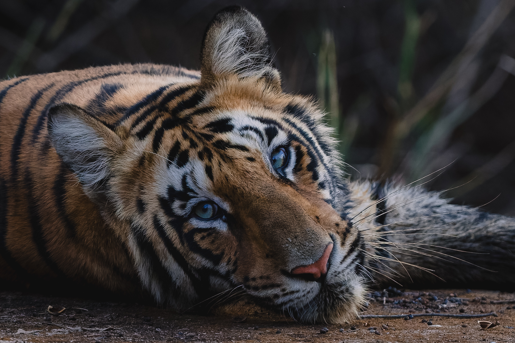 All tiger cubs are born with blue eyes, which change colour as they grow older. This sub-adult - around 11 months old - still has a hint of blue in hers. And, my, isn't she beautiful! (image by Virginia Wilde)