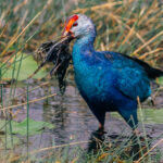 The name 'Grey-headed Swamphen' doesn't do justice to the beauty of this wetland bird. Those iridescent blue-purple feathers make this bird a treat to watch in the rivers and swamps (image by Virginia Wilde)