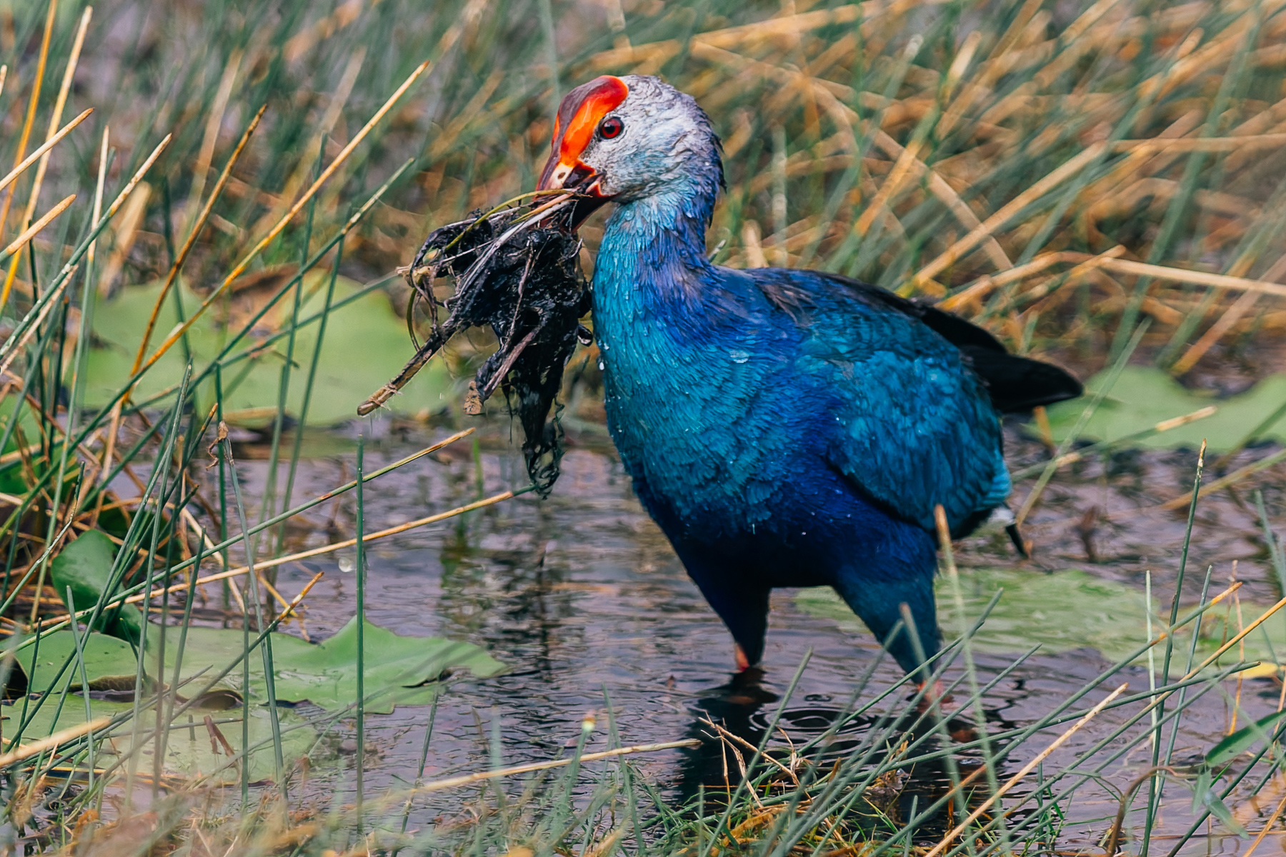 The name 'Grey-headed Swamphen' doesn't do justice to the beauty of this wetland bird. Those iridescent blue-purple feathers make this bird a treat to watch in the rivers and swamps (image by Virginia Wilde)