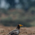 An Egyptian Vulture struts along the bankside in India's Chambal River. Celebrated in many cultures for their resourcefulness, the Egyptian Vulture is one of the few bird species to use tools - utilising pebbles to smash open large eggs (image by Virginia Wilde)