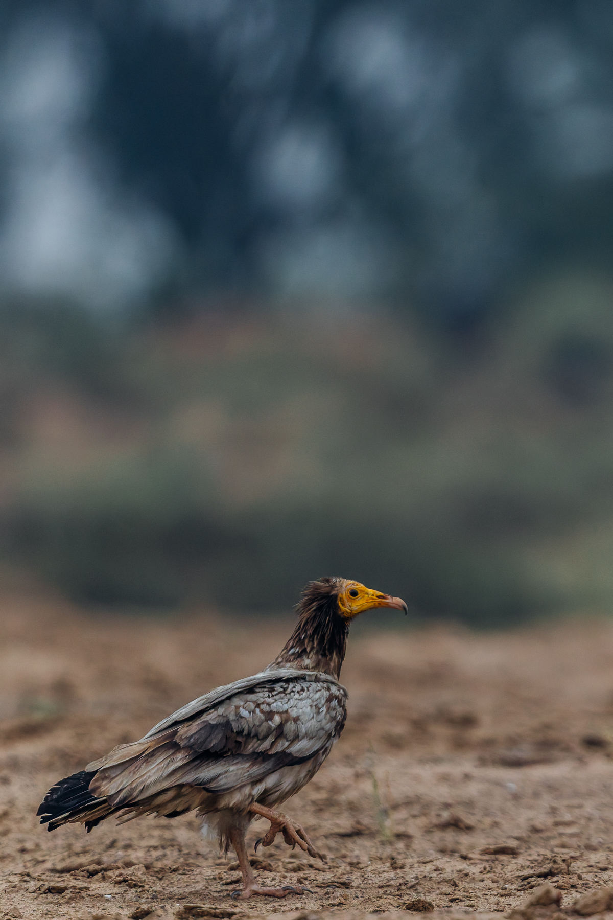 An Egyptian Vulture struts along the bankside in India's Chambal River. Celebrated in many cultures for their resourcefulness, the Egyptian Vulture is one of the few bird species to use tools - utilising pebbles to smash open large eggs (image by Virginia Wilde)