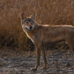 The evening sun lights up the fur on the back of an Indian Wolf's coat. Indian Wolves are among the most ancient wolf lineages in the world, with genetic divergence dating back more than 800,000 years (image by Virginia Wilde)