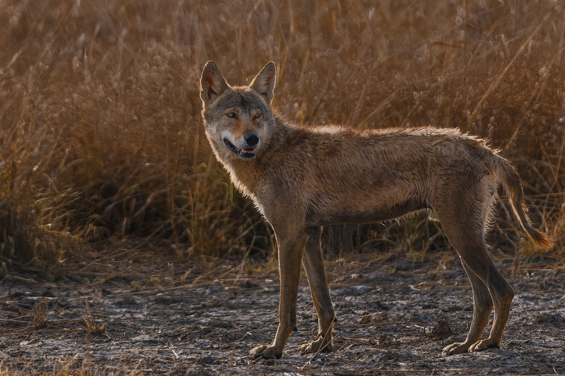 The evening sun lights up the fur on the back of an Indian Wolf's coat. Indian Wolves are among the most ancient wolf lineages in the world, with genetic divergence dating back more than 800,000 years (image by Virginia Wilde)