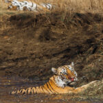 Male Tiger 'Collarwala' shows his bloody nose - whether from fighting for the rights to mate female Bubli (sleeping on the bank) or from a tussle with prey. Regardless, a dip in the mud-bath must be soothing (image by Virginia Wilde)