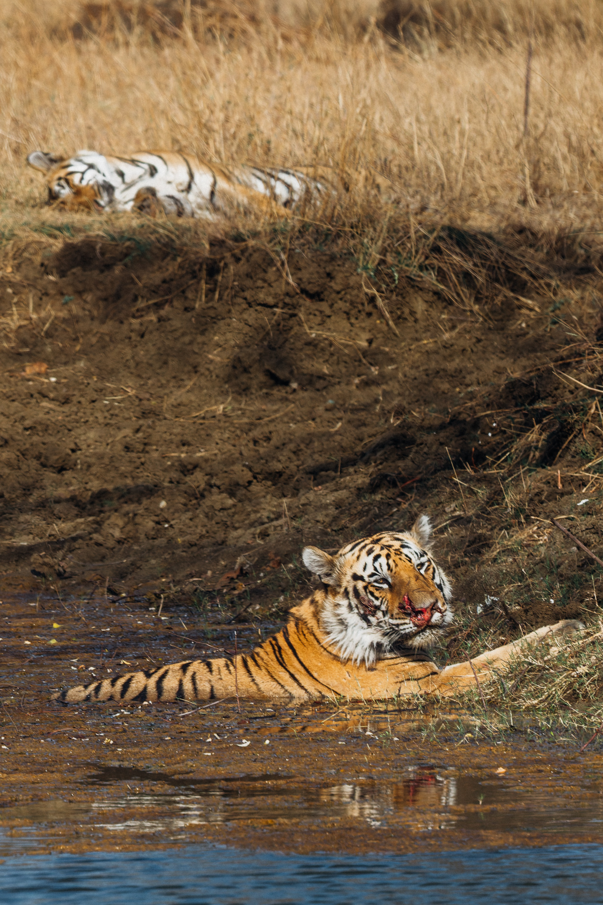 Male Tiger 'Collarwala' shows his bloody nose - whether from fighting for the rights to mate female Bubli (sleeping on the bank) or from a tussle with prey. Regardless, a dip in the mud-bath must be soothing (image by Virginia Wilde)