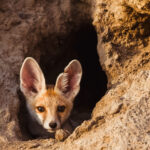 Desert Fox cubs are a month old before they start to venture outside of their dens to play. By six weeks old, they start learning to forage for solid food, returning only to rest (image by Virginia Wilde)