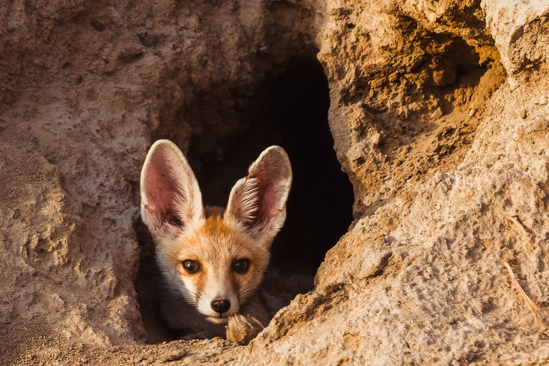 Desert Fox cubs are a month old before they start to venture outside of their dens to play. By six weeks old, they start learning to forage for solid food, returning only to rest (image by Virginia Wilde)
