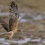A female Hen Harrier swoops on some potential prey, in the Harrier-rich grasslands of India's Blackbuck National Park (image by Virginia Wilde)