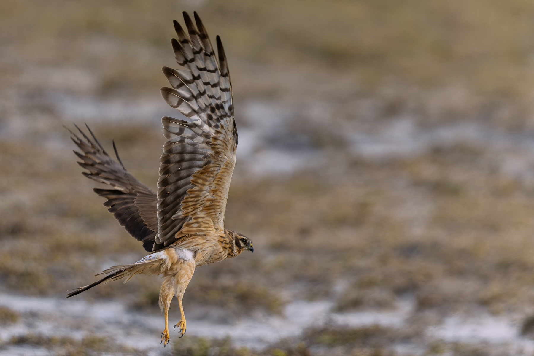 A female Hen Harrier swoops on some potential prey, in the Harrier-rich grasslands of India's Blackbuck National Park (image by Virginia Wilde)