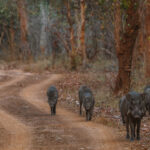 Most of the forest paths we drove along in the Tadoba-Andhari Tiger Reserve were snaking and frequented by the wildlife too . Beautifully demonstrated by this Wild Boar pack (image by Virginia Wilde)