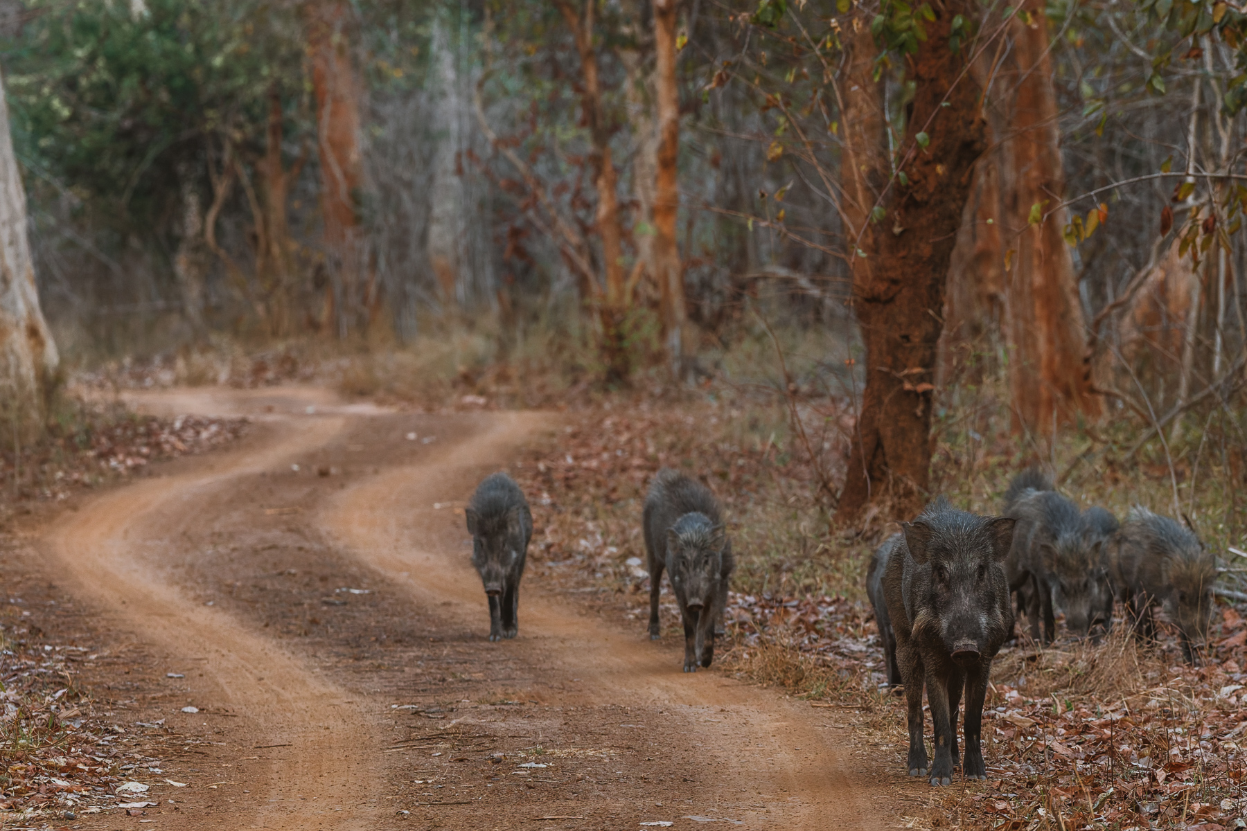 Most of the forest paths we drove along in the Tadoba-Andhari Tiger Reserve were snaking and frequented by the wildlife too . Beautifully demonstrated by this Wild Boar pack (image by Virginia Wilde)