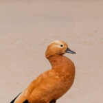 Although becoming quite rare in Southeastern Europe, the beautiful Ruddy Shelduck remains a common sighting across much of its Asian range (image by Virginia Wilde)