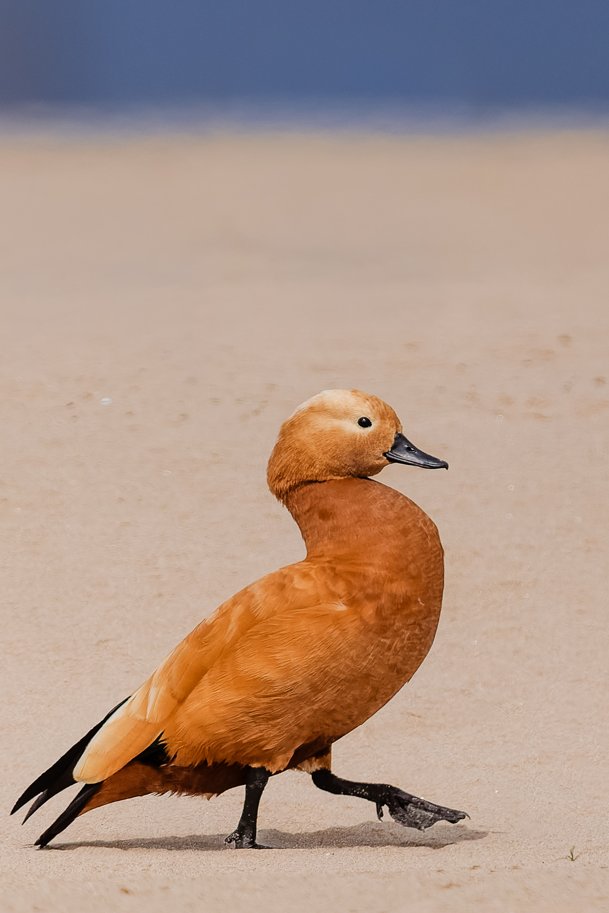Although becoming quite rare in Southeastern Europe, the beautiful Ruddy Shelduck remains a common sighting across much of its Asian range (image by Virginia Wilde)