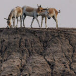 Indian Wild Asses are one of India's fastest animals. But even running champions have to rest. And this is the way to do it (image by Virginia Wilde)