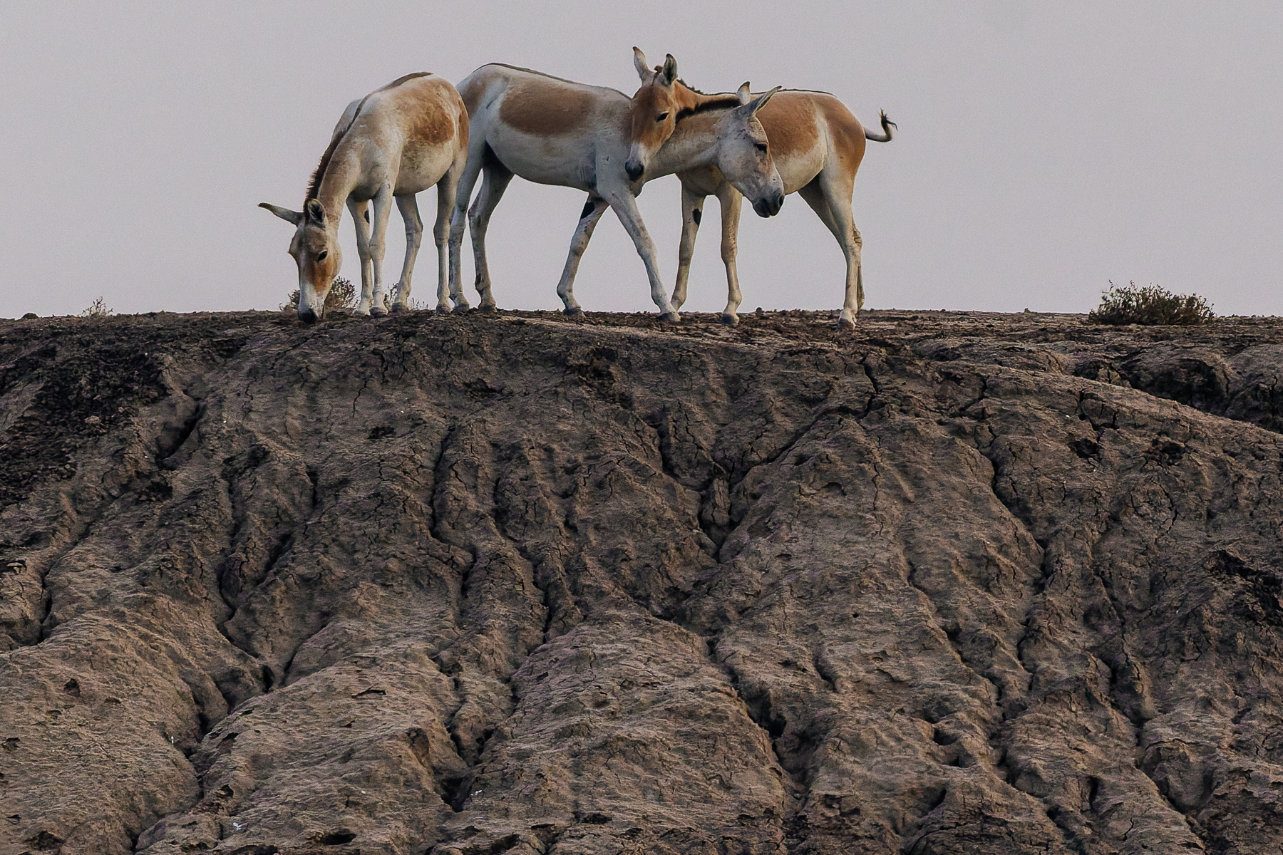 Indian Wild Asses are one of India's fastest animals. But even running champions have to rest. And this is the way to do it (image by Virginia Wilde)