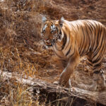 The female Tiger known as 'Madhu' pads along a rock-bed in India's Tadoba reserve, showing the instantly distinctive thick neck stripe on her right side (image by Virginia Wilde)
