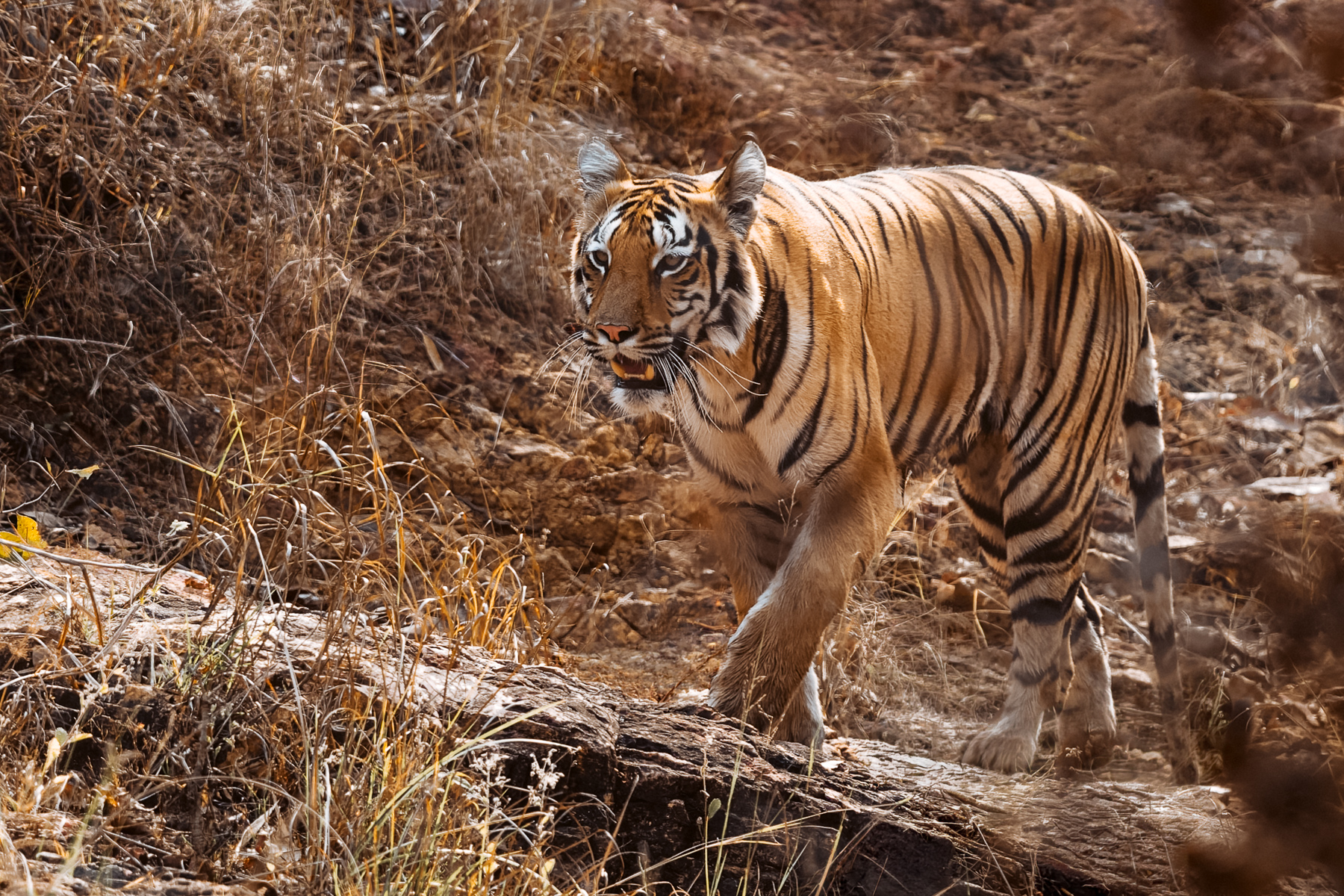 The female Tiger known as 'Madhu' pads along a rock-bed in India's Tadoba reserve, showing the instantly distinctive thick neck stripe on her right side (image by Virginia Wilde)