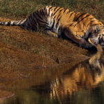 Watching this female Bengal Tiger sip from a river, on an already blisteringly hot Indian day, made me thirsty (image by Virginia Wilde)