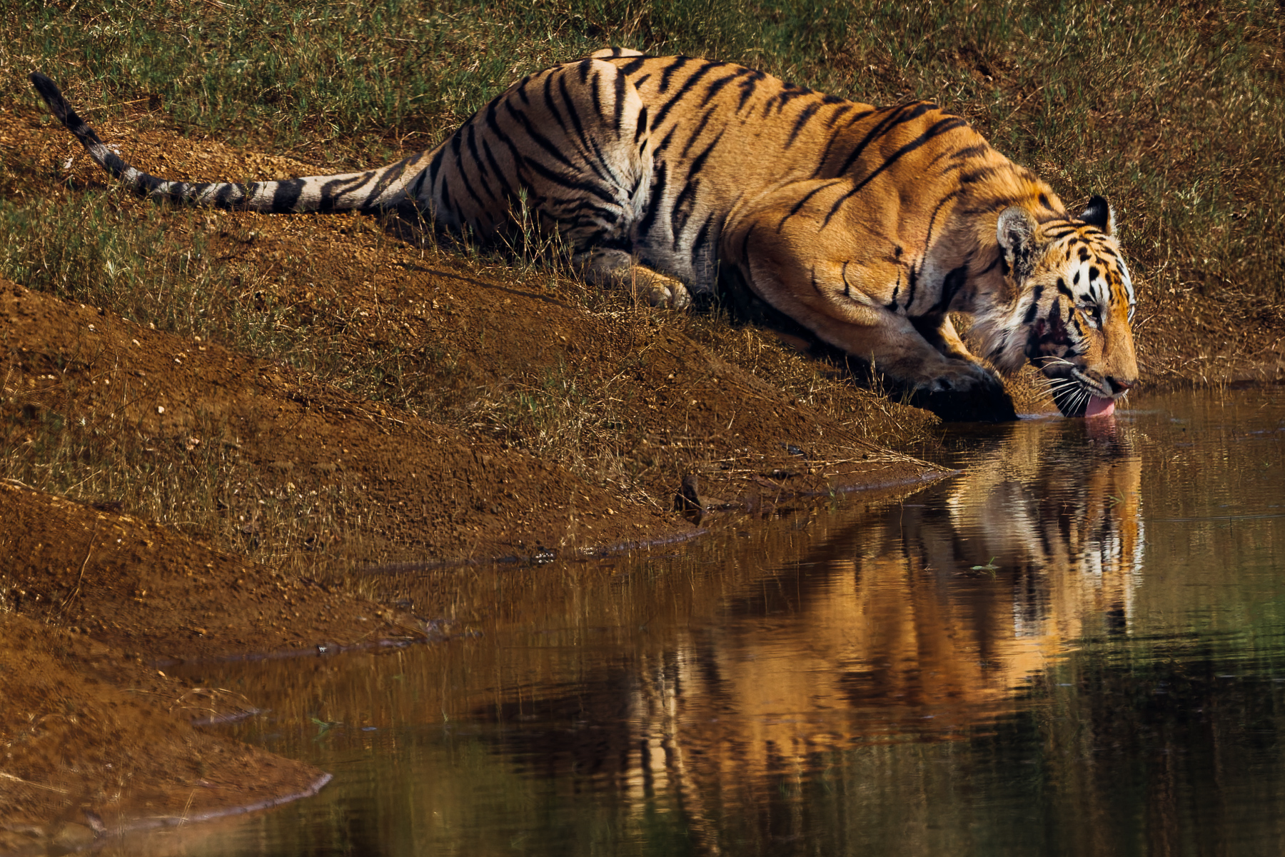 Watching this female Bengal Tiger sip from a river, on an already blisteringly hot Indian day, made me thirsty (image by Virginia Wilde)