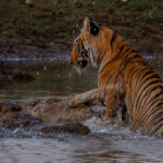 There's no denying that Tigers are emblematic with grace and stealth. But even Tigers have days that don't go their way: this female sub-adult messed up her river leap, smashing her head on the rocks and then ungainly clambering up the bankside (image by Virginia Wilde)