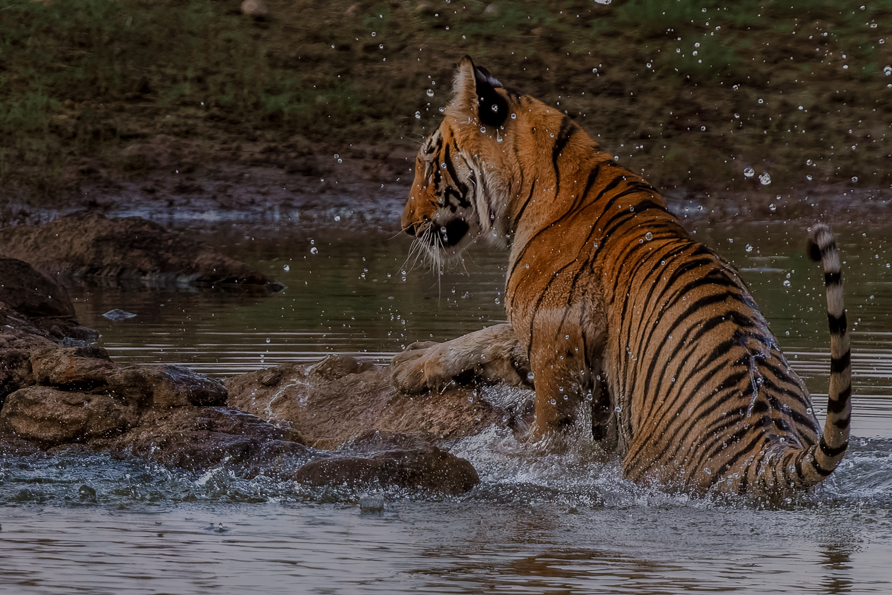 There's no denying that Tigers are emblematic with grace and stealth. But even Tigers have days that don't go their way: this female sub-adult messed up her river leap, smashing her head on the rocks and then ungainly clambering up the bankside (image by Virginia Wilde)