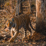 A sub-adult Tigress emerges from behind a tree, padding towards her two male siblings, who she already bosses around. Female tigers are just as territorial as their male counterparts, often fiercely defending areas to ensure survival and food for their cubs (image by Virginia Wilde)