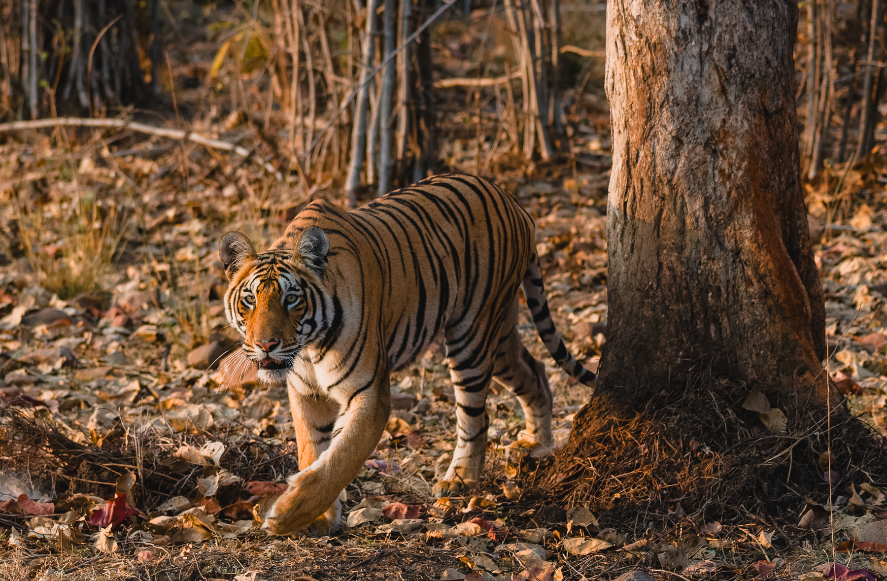 A sub-adult Tigress emerges from behind a tree, padding towards her two male siblings, who she already bosses around. Female tigers are just as territorial as their male counterparts, often fiercely defending areas to ensure survival and food for their cubs (image by Virginia Wilde)