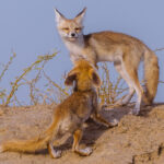 'I'm up here, above you, giving me the height advantage...should I suddenly choose to pounce on you!' Desert Fox cubs indulge in playfighting in India's Little Rann of Kutch (image by Virginia Wilde)
